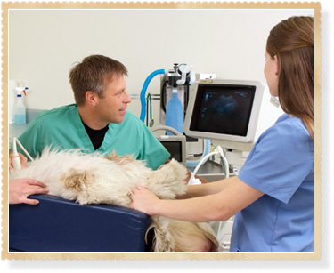 Ultrasound jobs in veterinary medicine